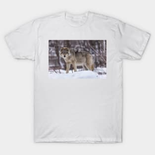 Timber wolf in winter T-Shirt